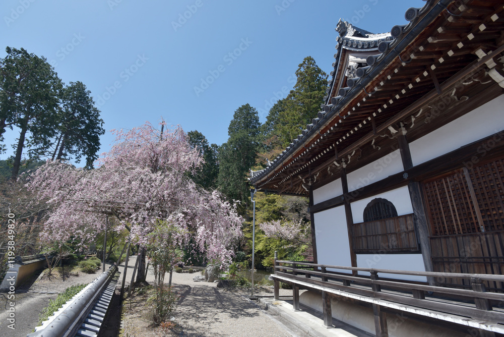 善峯寺 薬師堂と枝垂れ桜 京都市西京区 善峯寺 薬師堂と枝垂れ桜 京都市西京区
