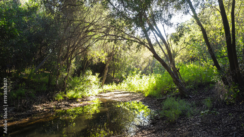 Obraz premium A serene forest clearing with soft sunlight streaming through tall trees, offering a peaceful, natural setting perfect for eco-friendly or outdoor product showcases. 