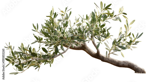 Wallpaper Mural branch of olive tree isolated on white Torontodigital.ca