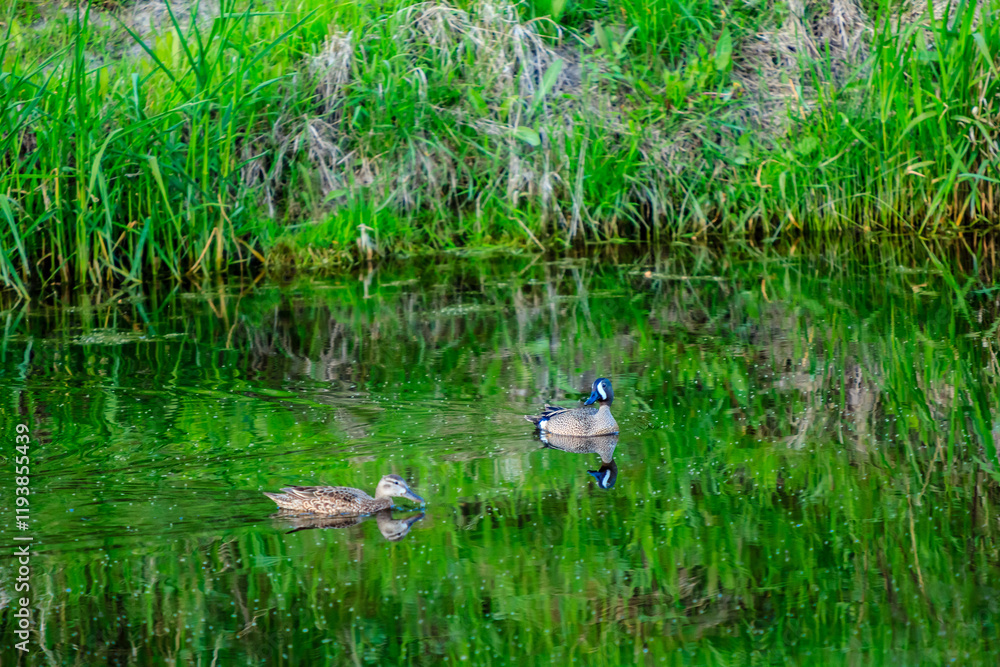 Fototapeta premium Two ducks swimming in a pond