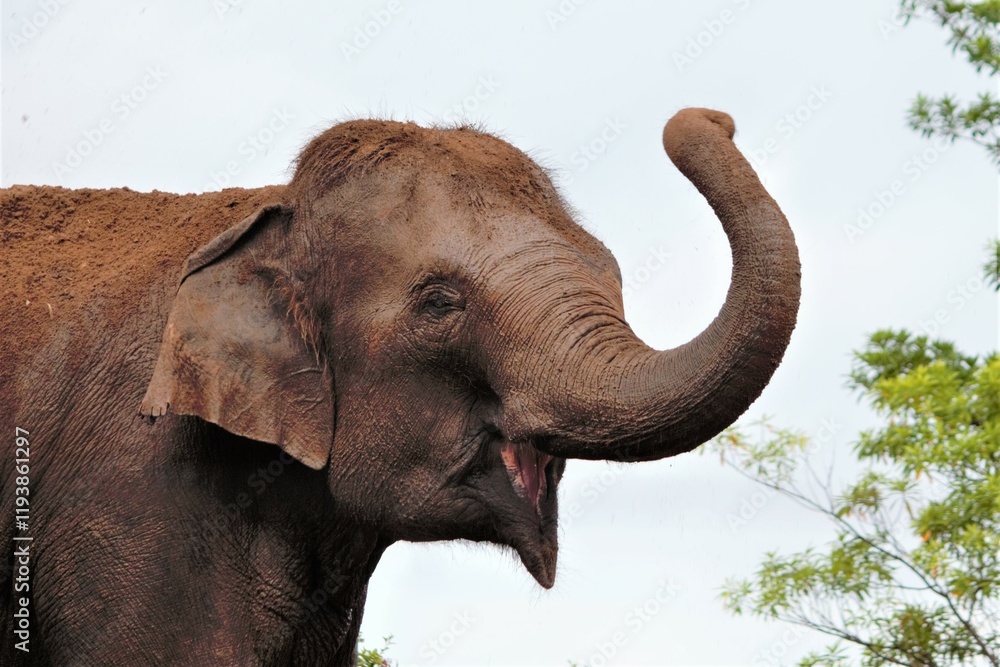 Obraz premium Asian elephant mud bath Elephas maximus