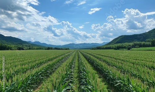 Wallpaper Mural sweeping view of a vast corn field with rows of tall stalks stretching as far as the eye can see, sweeping view, rows Torontodigital.ca