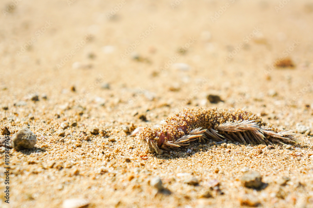 砂浜で静かに休む自然の一部 砂浜で静かに休む自然の一部