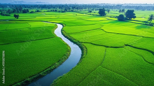 Expansive View of Lush Paddy Fields Divided by Irrigation Canals Under Soft Natural Light Captured in a Wide Angle Perspective