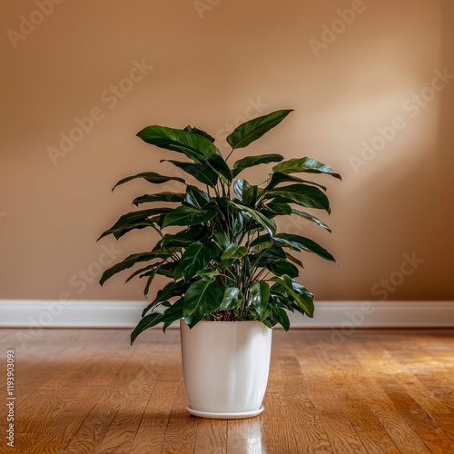 Indoor Plant  Houseplant  Home Decor  Green Leaves  Potted Plant  Large Plant   Room Decor photo