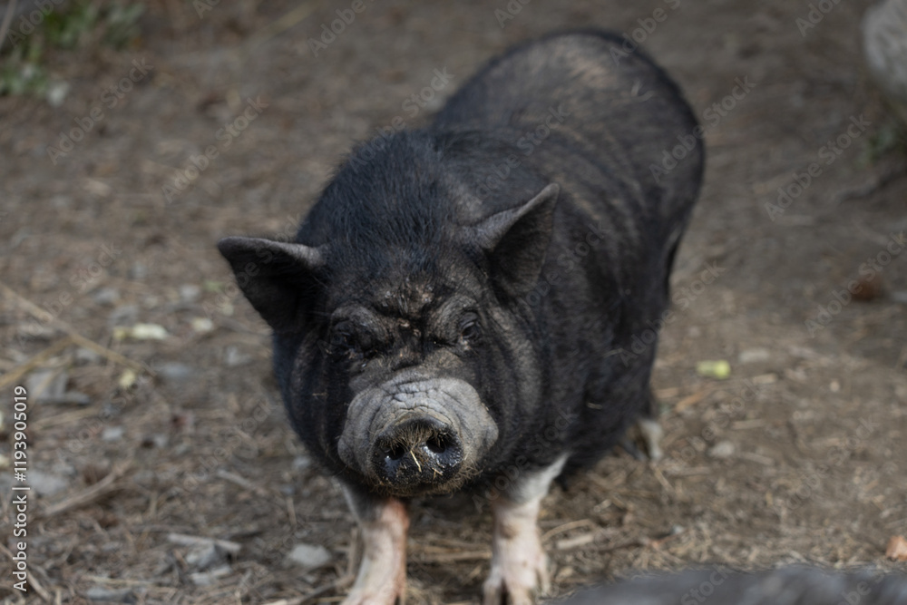 Fototapeta premium pig