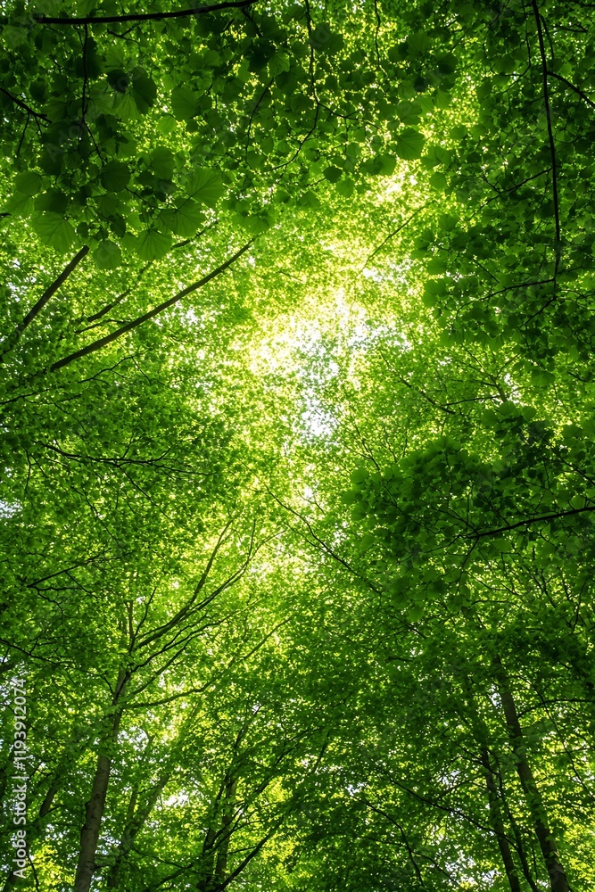 Lush Green Forest Canopy Illuminated by Sunlight Creating Enchanting Natural Ambiance : Generative AI Lush Green Forest Canopy Illuminated by Sunlight Creating Enchanting Natural Ambiance : Generative AI