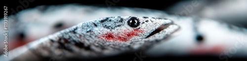 Close-up Photograph of a Speckled Fish Head photo