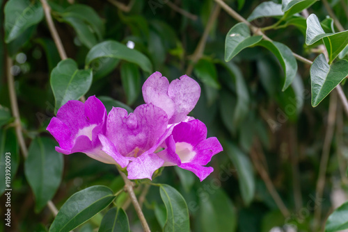 Purple of Bignonia flowers is a trumpet vines or trumpet creepers. They are known for their colorful, trumpet-shaped flowers and are often grown as ornamental vines in gardens. photo