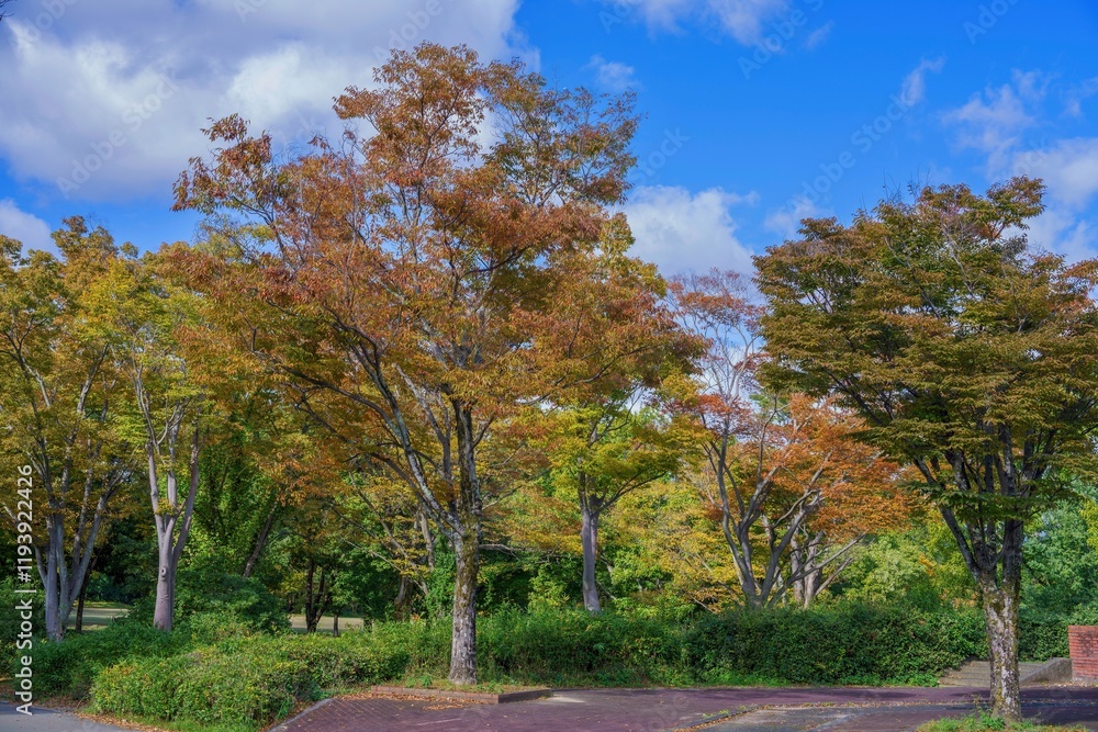 Fototapeta premium 青空バックに見るきれいに色づいた紅葉