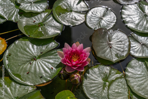 a water lily flower in a pond at alhambra of grenada, spain