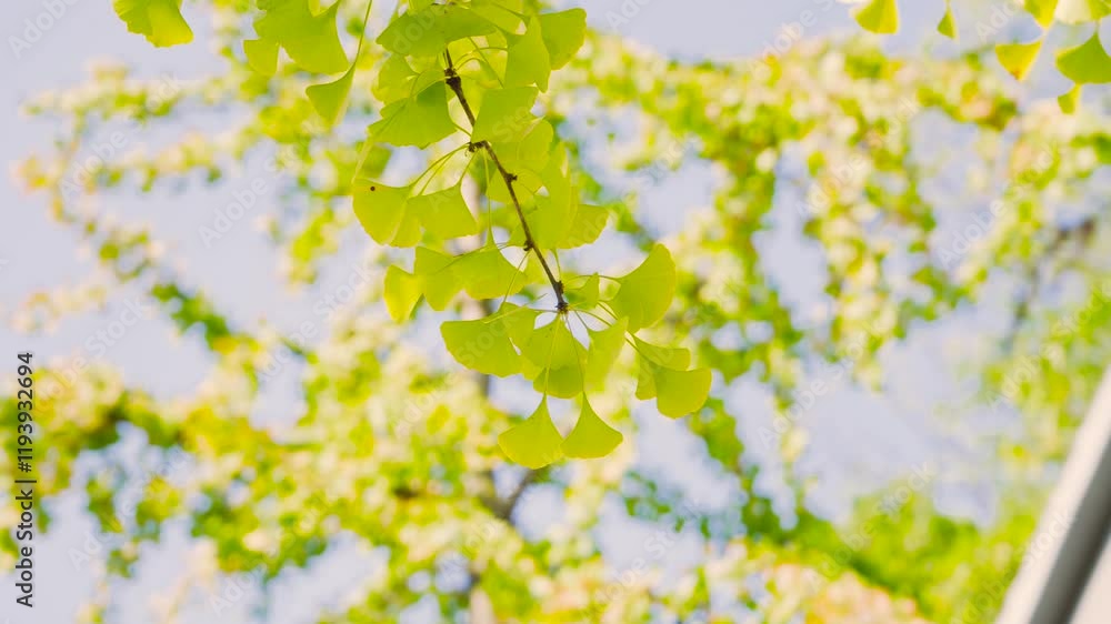 Ginkgo leaves illuminated by sunlight create a serene and warm atmosphere in a natural setting Ginkgo leaves illuminated by sunlight create a serene and warm atmosphere in a natural setting