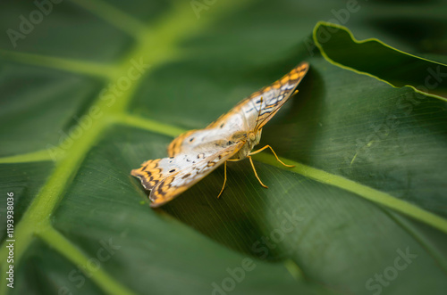 This macro image shows a stunning butterfly with open wings, walking towards the viewer on top of a  large tropical leaf.  photo