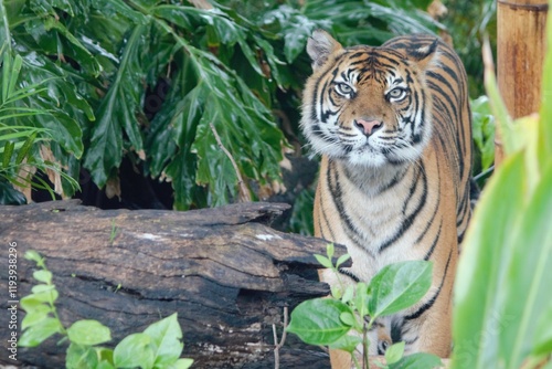 Tiger at the zoo Exhibit design