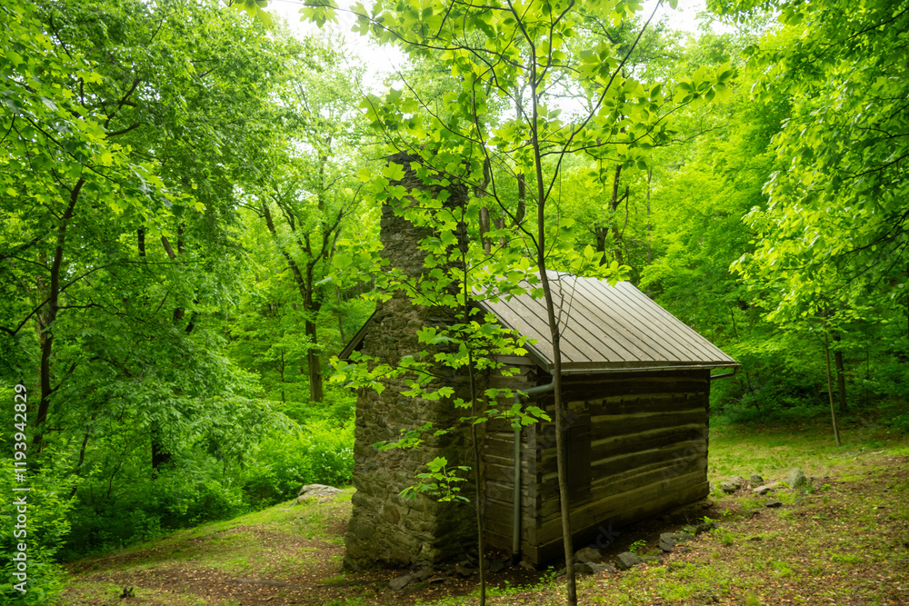 Quiet Forest Around Jones Mountain Cabin Quiet Forest Around Jones Mountain Cabin