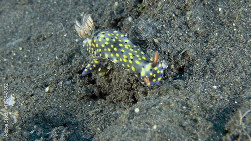 Confetti Hypselodoris (Hypselodoris confetti)ID: yellow spots, smaller dark spots. Gill branches with purple lines and 3-5 yellow spots between, tipped with red-orange. Rhinophores deep purple basally photo