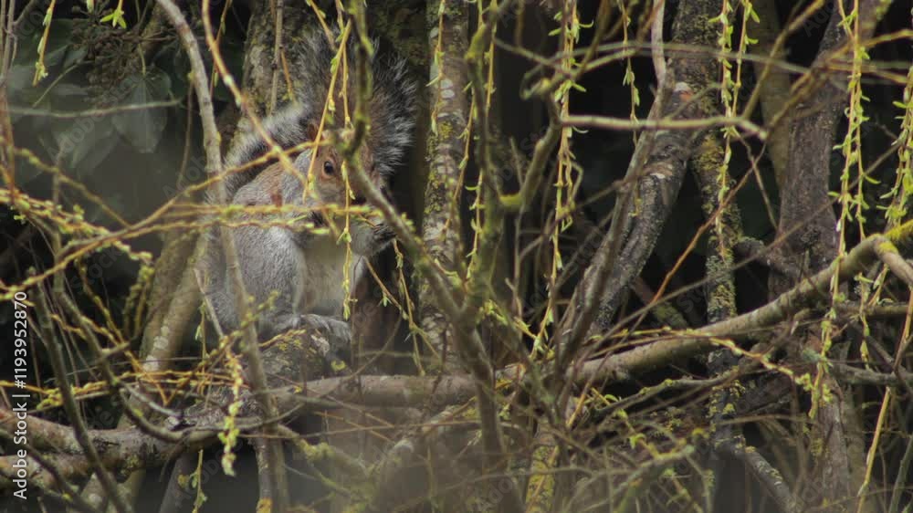 Grey Squirrel Sat Perched On Tree Branch Holding And Eating Small Leaves Buds From Thin Branch Close Up UK England Hertfordshire Borehamwood Grey Squirrel Sat Perched On Tree Branch Holding And Eating Small Leaves Buds From Thin Branch Close Up UK England Hertfordshire Borehamwood