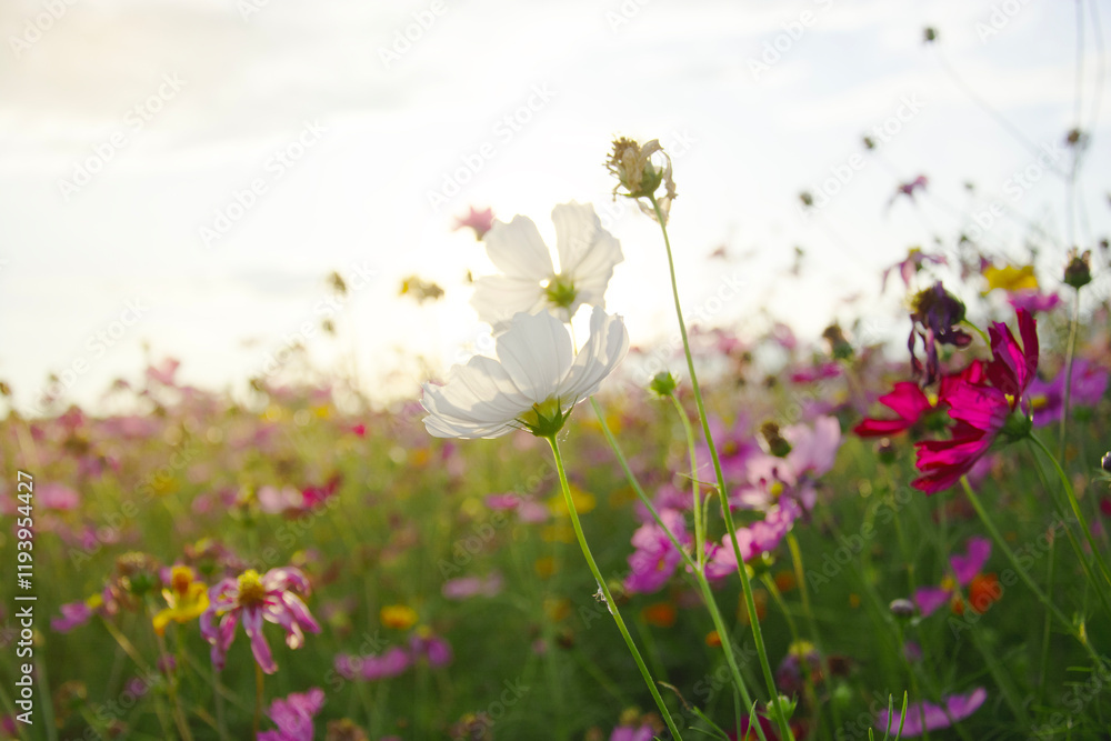 White cosmos field with blurred cosmos garden background White cosmos field with blurred cosmos garden background