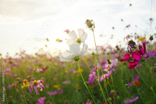 White cosmos field with blurred cosmos garden background