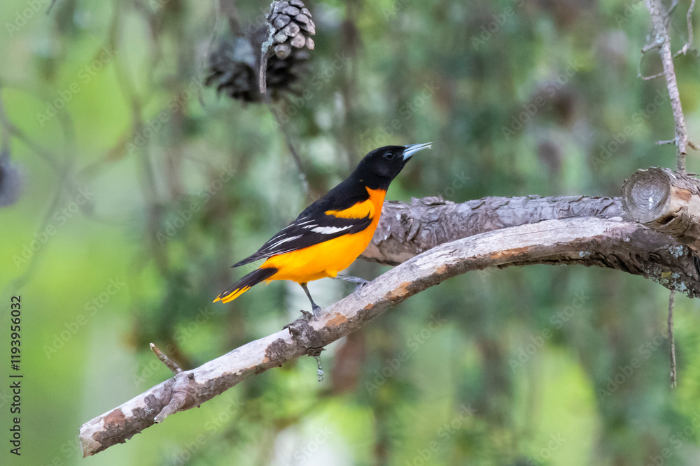 Naklejka premium Baltimore Oriole on branch