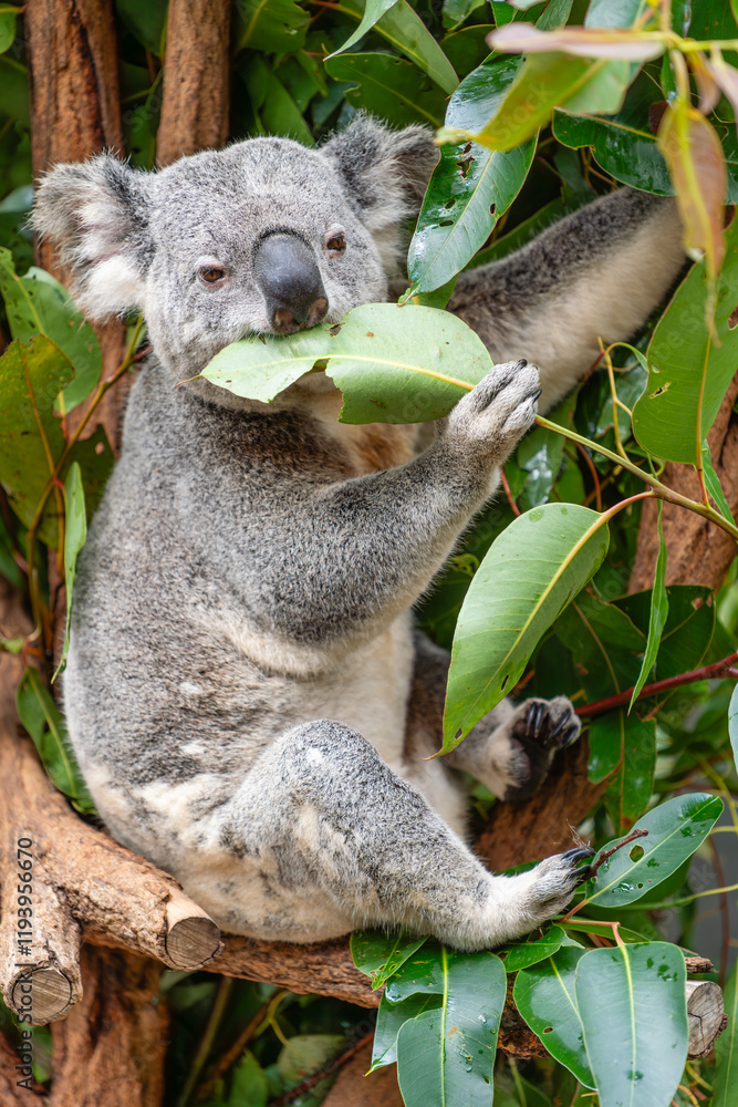 Fototapeta premium Vertical photo of koala eating leaves