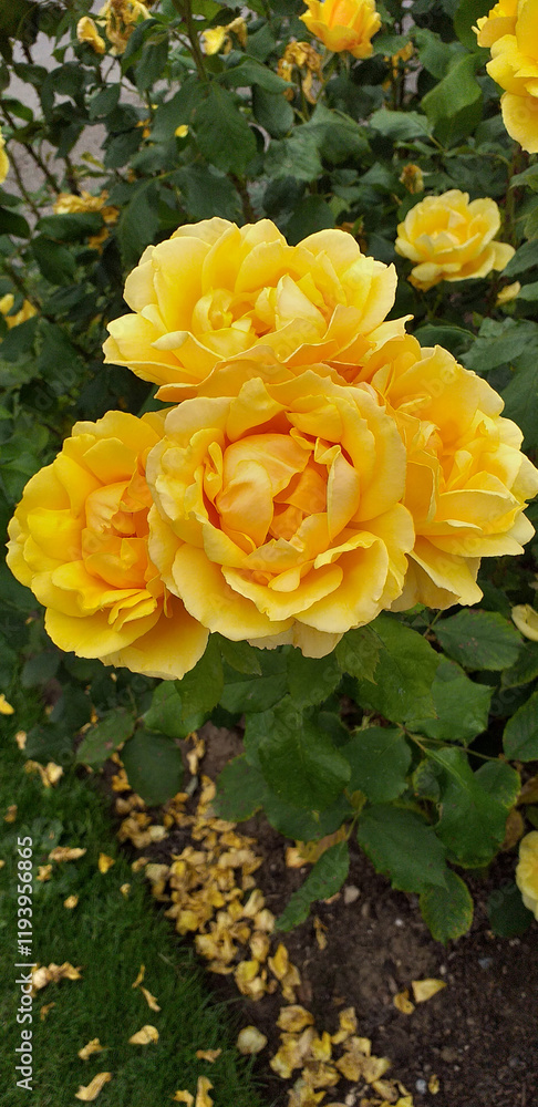 YELLOW FLOWERS IN A GARDEN YELLOW FLOWERS IN A GARDEN