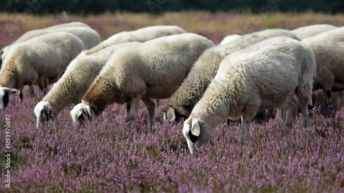 Peaceful Sheep Grazing in a Vibrant Purple Heather Field: A Serene Pastoral Scene with Gentle Sunlight and Harmony in Nature