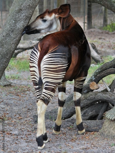 Okapi licking a tree Butt stripes