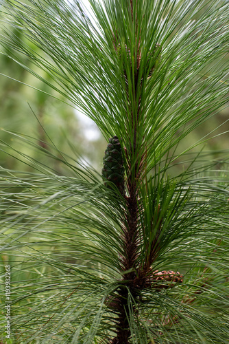 Detailed shot of pine needles and cones, highlighting the rich textures and shades of green in a forest setting photo