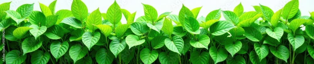 Fototapeta premium Dense green foliage of Piper sarmentosum on white background, garden, foliage