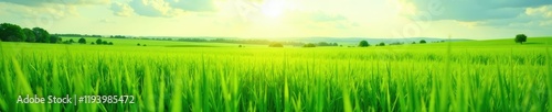 green lush grasslands with ruzi grass emerging in the distance, field, landscape photo