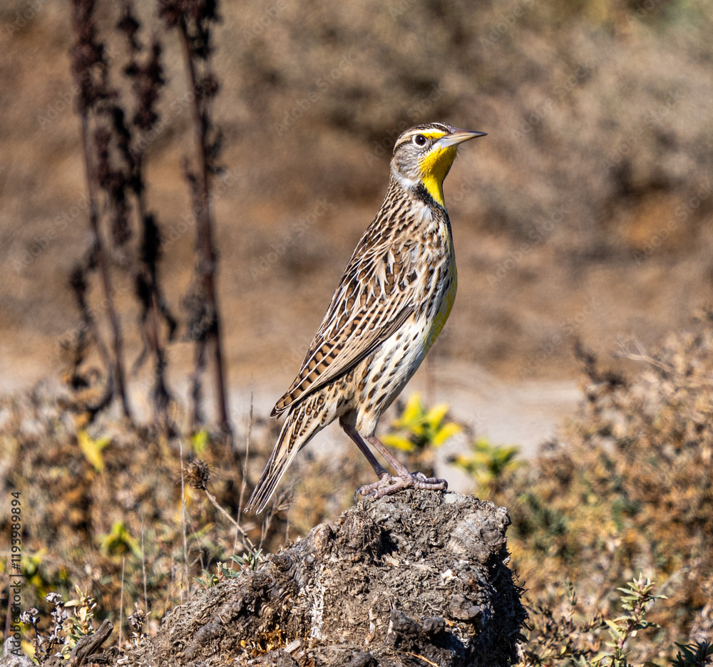 Φωτογραφία Western Meadowlark (Sturnella neglecta), Baylands Park, Palo Alto, California