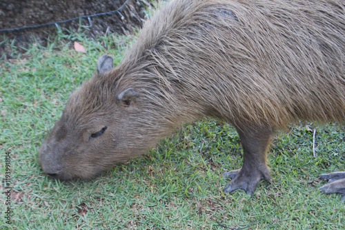 Wallpaper Mural Capivara Torontodigital.ca