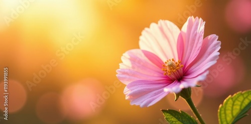 Soft mallow petals against a warm sunny background, flowers, bloom