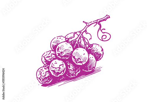 Grape Leftover Waste Hand Drawn Sketch Illustration Vector Isolated