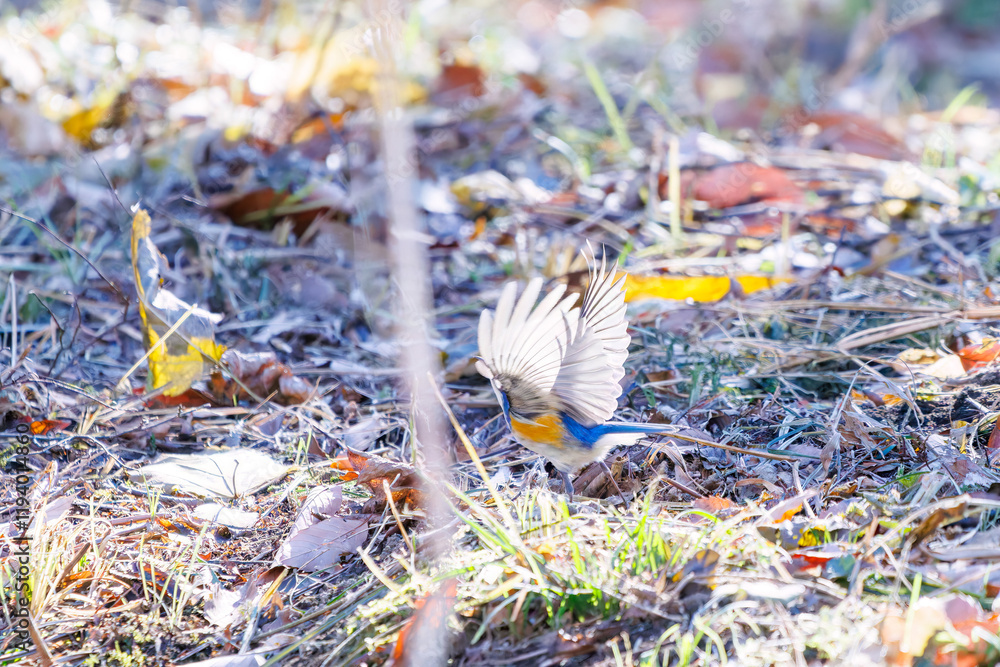 Fototapeta premium 雄の 羽ばたいて飛び出す幸せの青い鳥、可愛いルリビタキ（ヒタキ科） 英名学名：Red-flanked Bluetail (Tarsiger cyanurus) 埼玉県北本市、北本自然観察公園 2025 