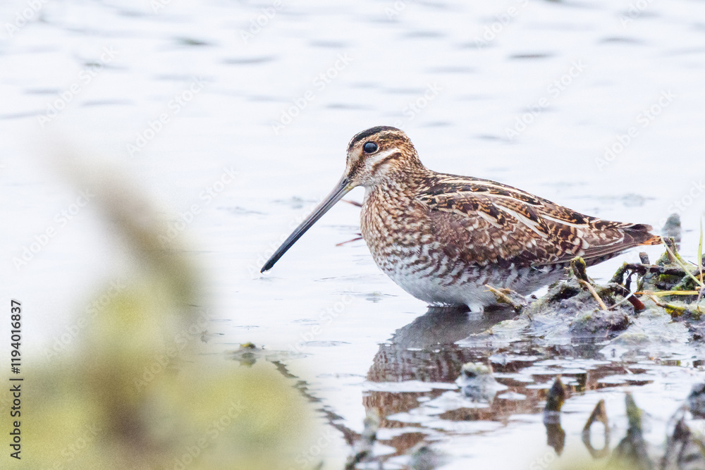 A Wilson's snipe (Gallinago delicata), in the shallow water at the edge of a marsh / wetland at Emerson Point on Snead Island, Florida A Wilson's snipe (Gallinago delicata), in the shallow water at the edge of a marsh / wetland at Emerson Point on Snead Island, Florida