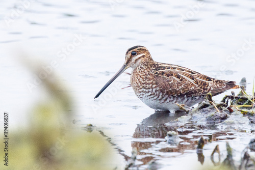 фотографія A Wilson's snipe (Gallinago delicata), in the shallow water at the edge of a mar