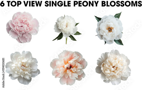 Fototapeta Naklejka Na Ścianę i Meble -  Group of white and pink Spring Peony flower single blossom blooms top view isolated on transparent background.
