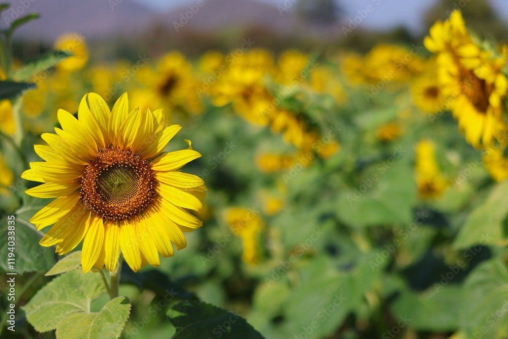 Fototapeta premium sunflower field in summer