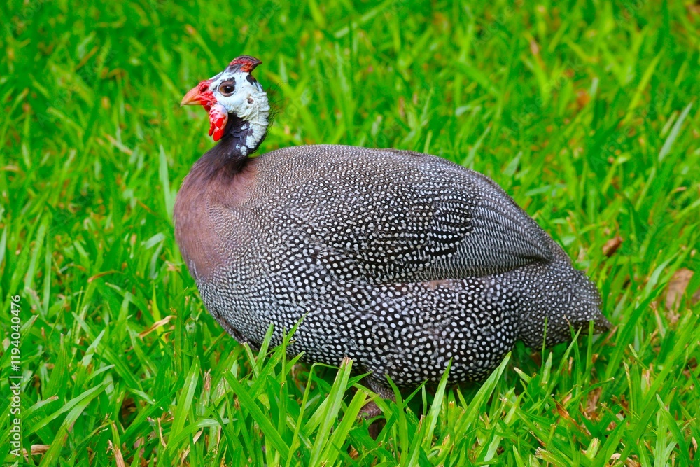 ホロホロ鳥 Images – Browse 40 Stock Photos, Vectors, and Video