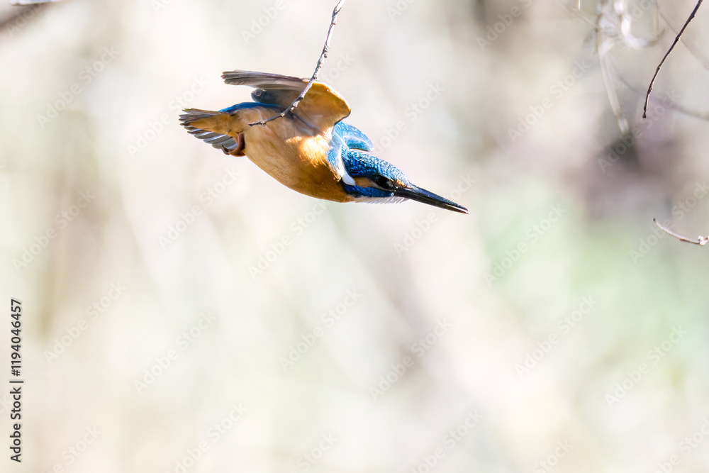 Naklejka premium 餌を捕らえるために水に飛び込む可愛いカワセミ(カワセミ科) 英名学名:Kingfisher (Alcedo atthis) 埼玉県北本市、北本自然観察公園 2025