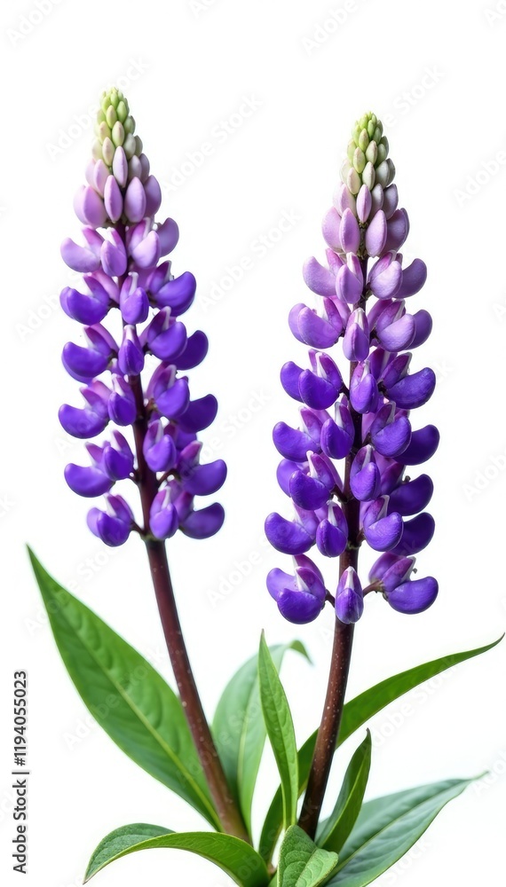 Fototapeta premium stunning purple lupine flowers against pure white backdrop, nature, spring, botanical