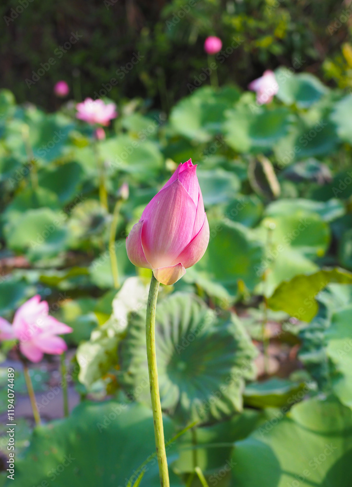 Beautiful pink Lotus flower with green leaves nature in river Beautiful pink Lotus flower with green leaves nature in river