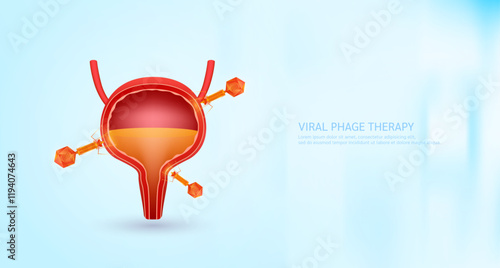 Model red bacteriophage on bladder. Phage therapy or phagotherapy. Virus affects destroys harmful bacterial cell human internal. Medical science research and analysis. Banner vector EPS10.