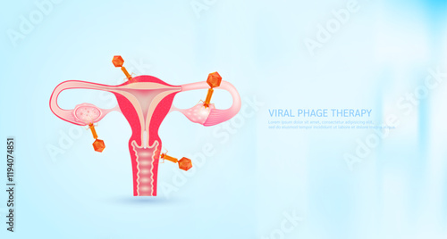 Model red bacteriophage on uterus. Phage therapy or phagotherapy. Virus affects destroys harmful bacterial cell human internal. Medical science research and analysis. Banner vector EPS10.
