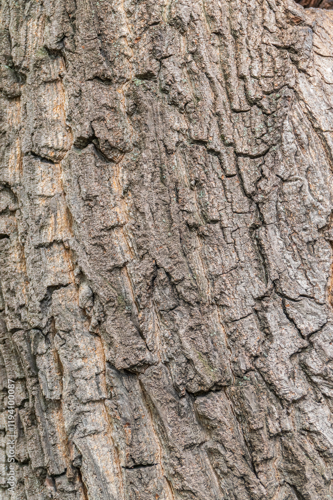 Bark texture and background of a old tree trunk. Detailed bark texture. Bark texture and background of a old tree trunk. Detailed bark texture.