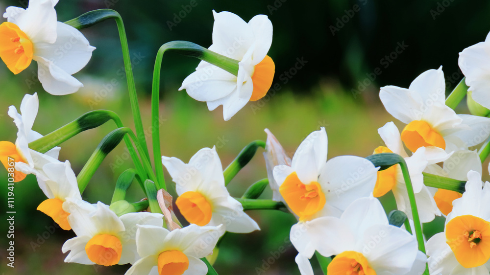 Fototapeta premium Many daffodils in full bloom swaying in the early spring breeze