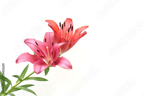 Beautiful Red Lilly blooming flower isolated on whit background