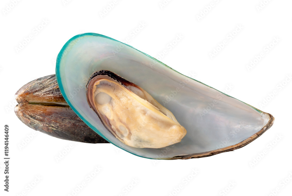 Naklejka premium Side view of two cooked or steamed green mussels in stack isolated with clipping path in png file format